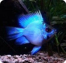Ram - Electric Blue Bonsai Ram - 1 inch